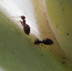 Technomyrmex pallipes