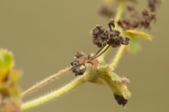 Alchemilla propinqua