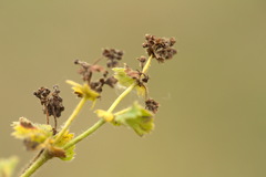 Alchemilla propinqua