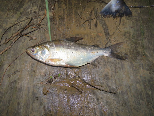 Curimatid (Potamorhina altamazonica) — Curimatidae — 3