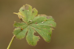 Alchemilla propinqua