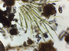 Chaetophoraceae