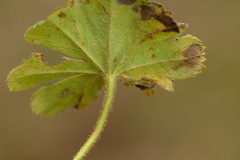 Alchemilla propinqua