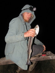 Rhaphiodon vulpinus