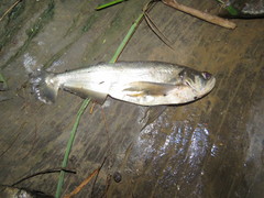 Payara photo 3