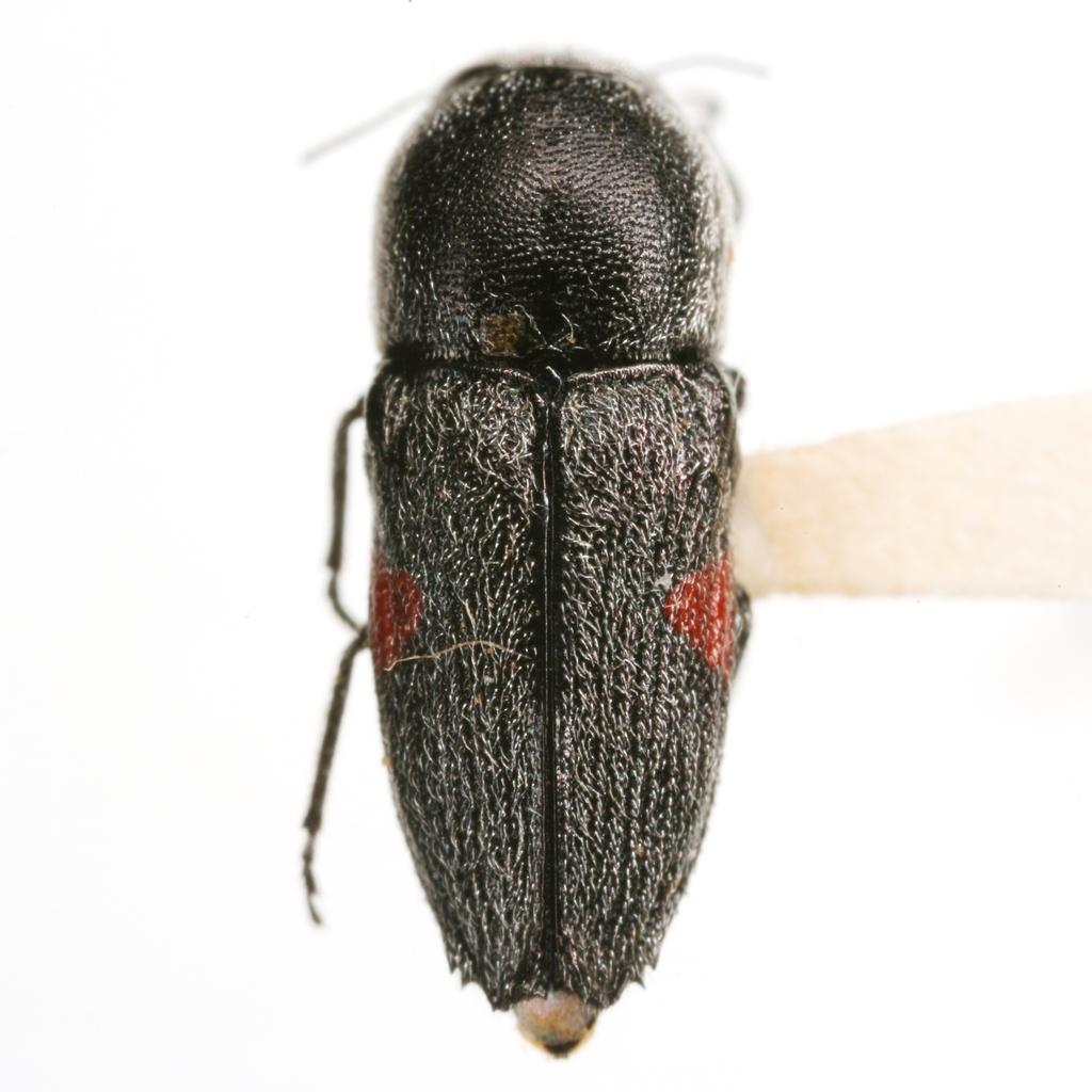 Paratyndaris acaciae