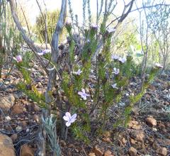 Adenandra gummifera
