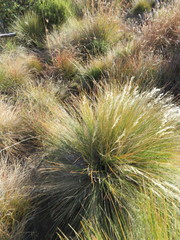 Tenaxia disticha