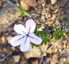 Adenandra gummifera