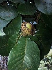 Quercus insignis image