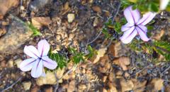 Adenandra gummifera