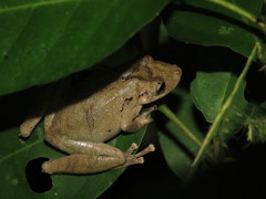 Scinax nebulosus