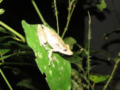 Scinax nebulosus