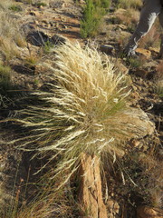 Tenaxia disticha