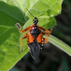 Apiomerus erythromelas