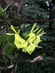 Epidendrum vulgoamparoanum image