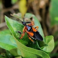 Apiomerus erythromelas