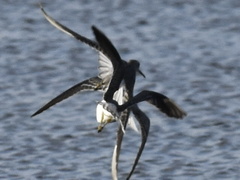Calidris himantopus