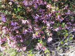 Erica dispar