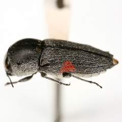 Paratyndaris acaciae