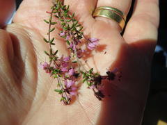 Erica dispar