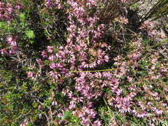 Erica dispar