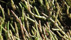Salicornia tegetaria