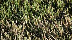 Salicornia tegetaria