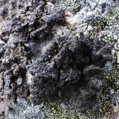 Umbilicaria hyperborea hyperborea