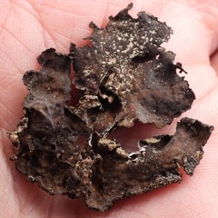 Umbilicaria hyperborea hyperborea