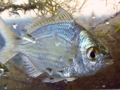 Eucinostomus gula