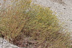 Eriogonum brevicaule laxifolium