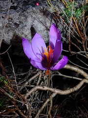 Crocus ligusticus