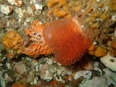 Protula bispiralis