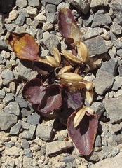 Viola cunninghamii