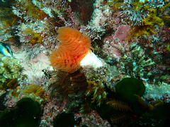 Protula bispiralis