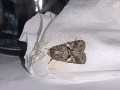 Tycomarptes inferior