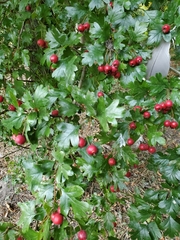 Crataegus monogyna