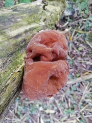Auricularia auricula-judae