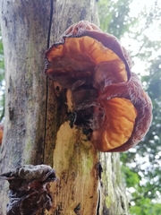 Auricularia auricula-judae