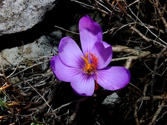 Crocus ligusticus