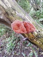 Auricularia auricula-judae