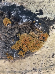 Xanthomendoza montana