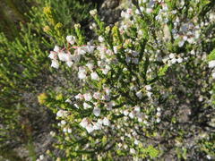 Erica spectabilis