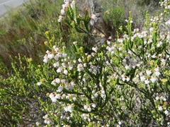 Erica spectabilis
