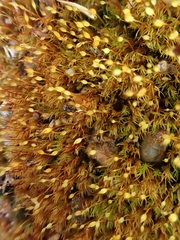 Dicranella rufescens