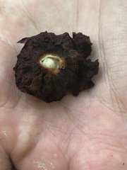 Amphibolips quercusjuglans