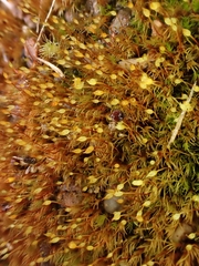 Dicranella rufescens