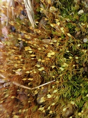 Dicranella rufescens