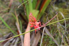 Disa ferruginea